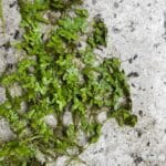 Duckweed with strong roots on concrete