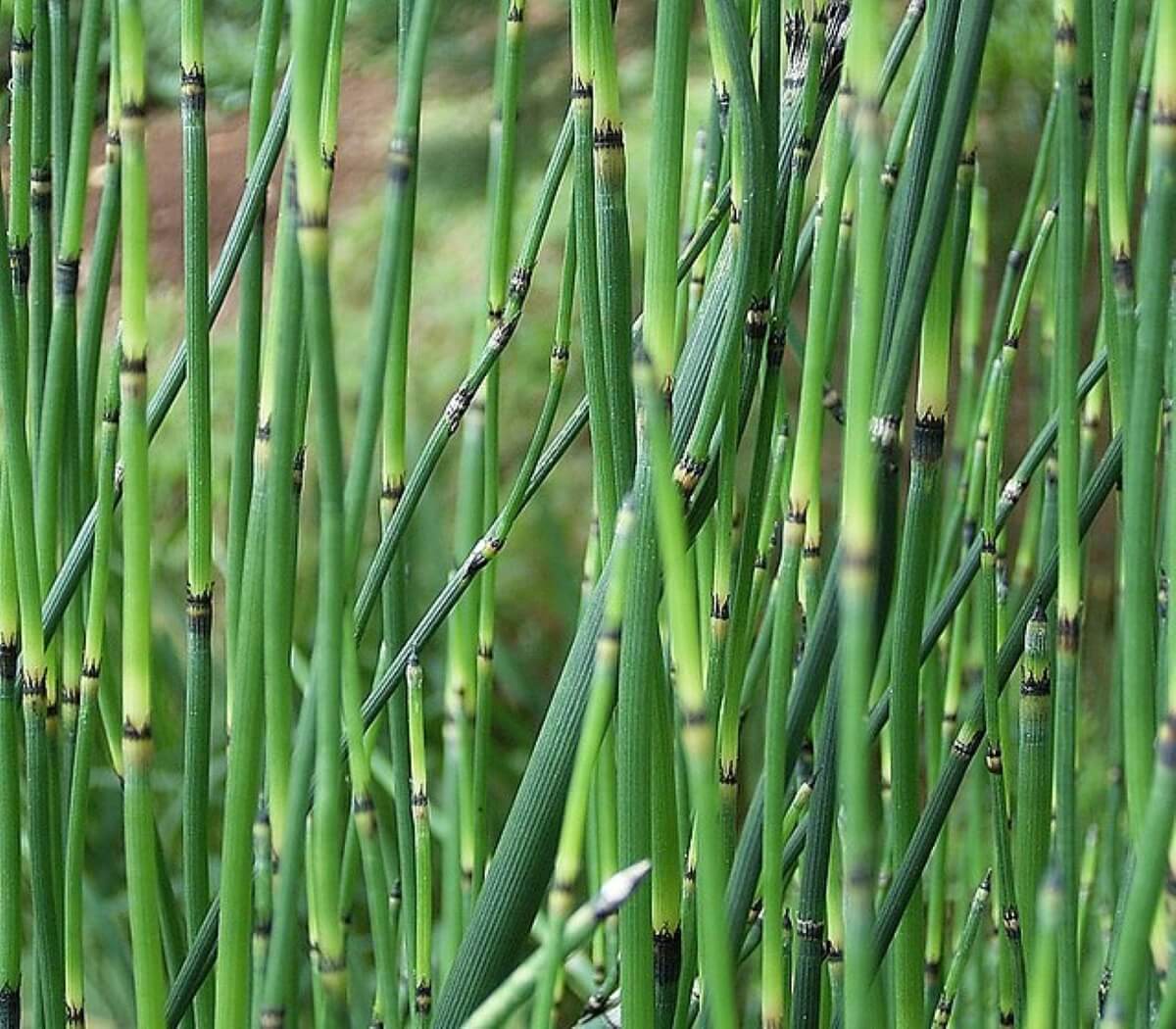 Control Horsetail | How to Remove Pond, Lake Weeds