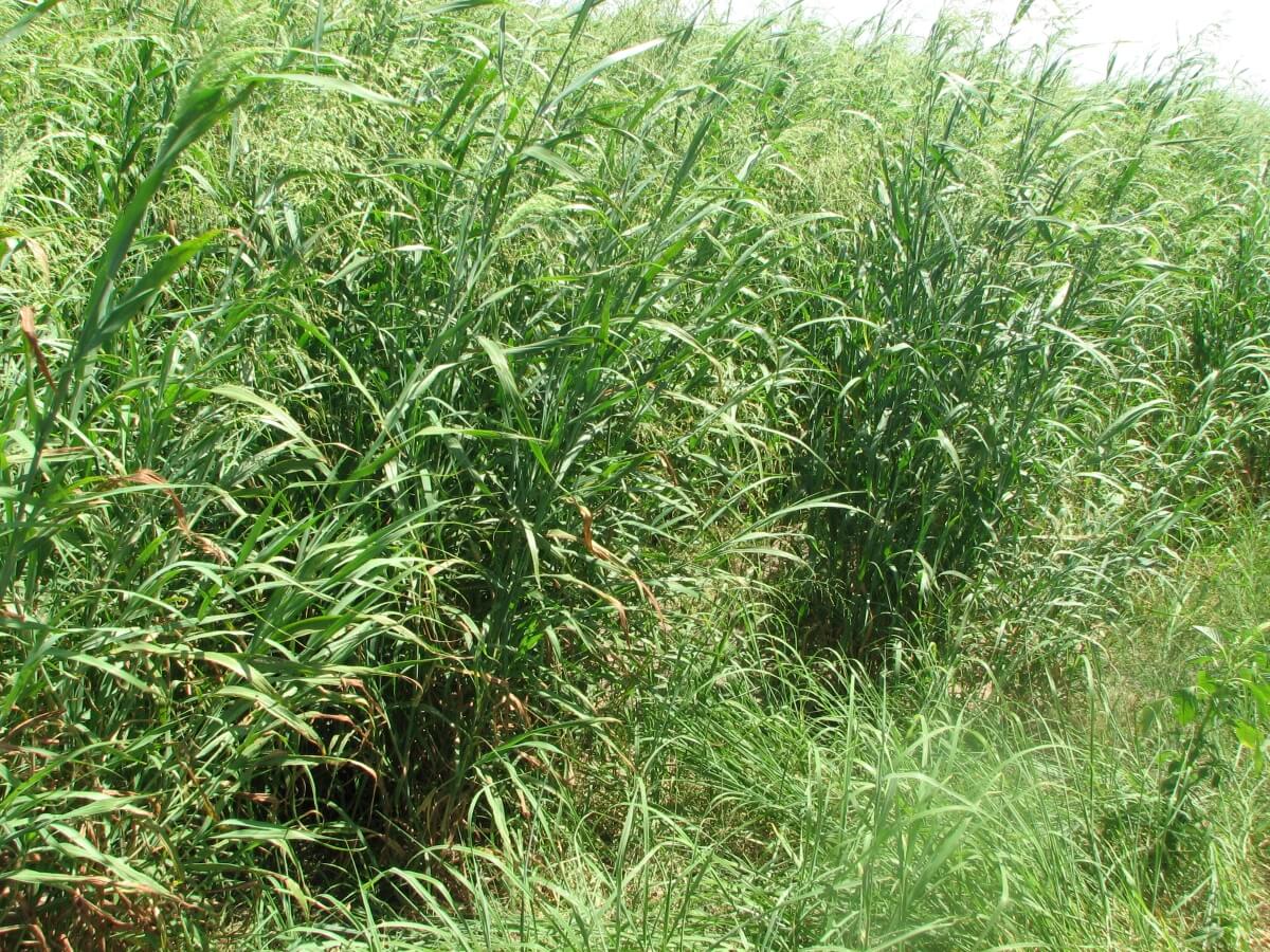 Control Panic Grass | How to Remove Pond, Lake Weeds