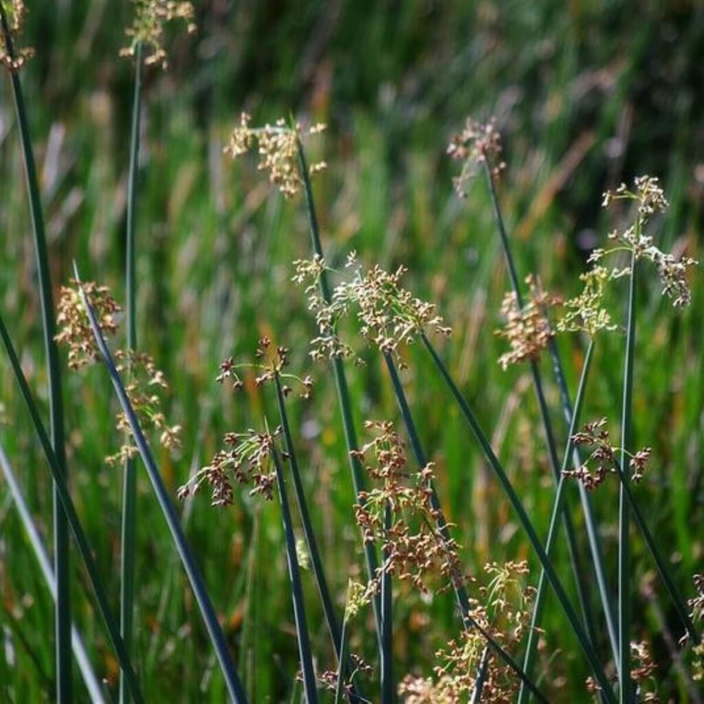 Bulrush seeds heads close up.