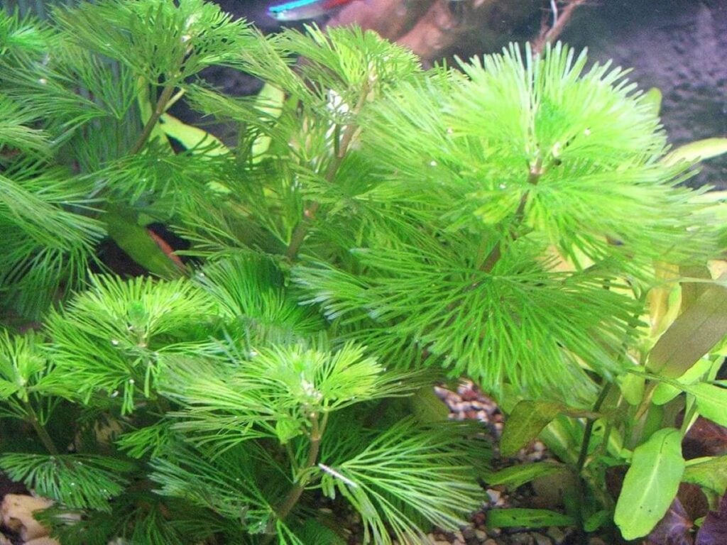 Carolina fanwort in aquarium close up.