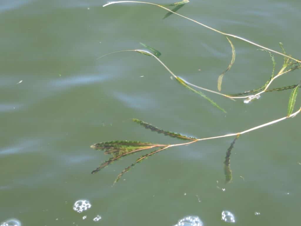 Curly leaf pondweed floating on water.