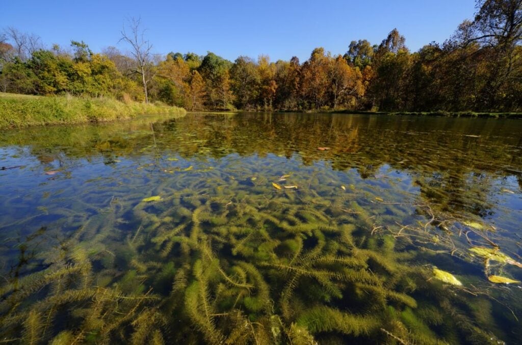 Eurasian watermilfoil in large cluster floating under pond surface.