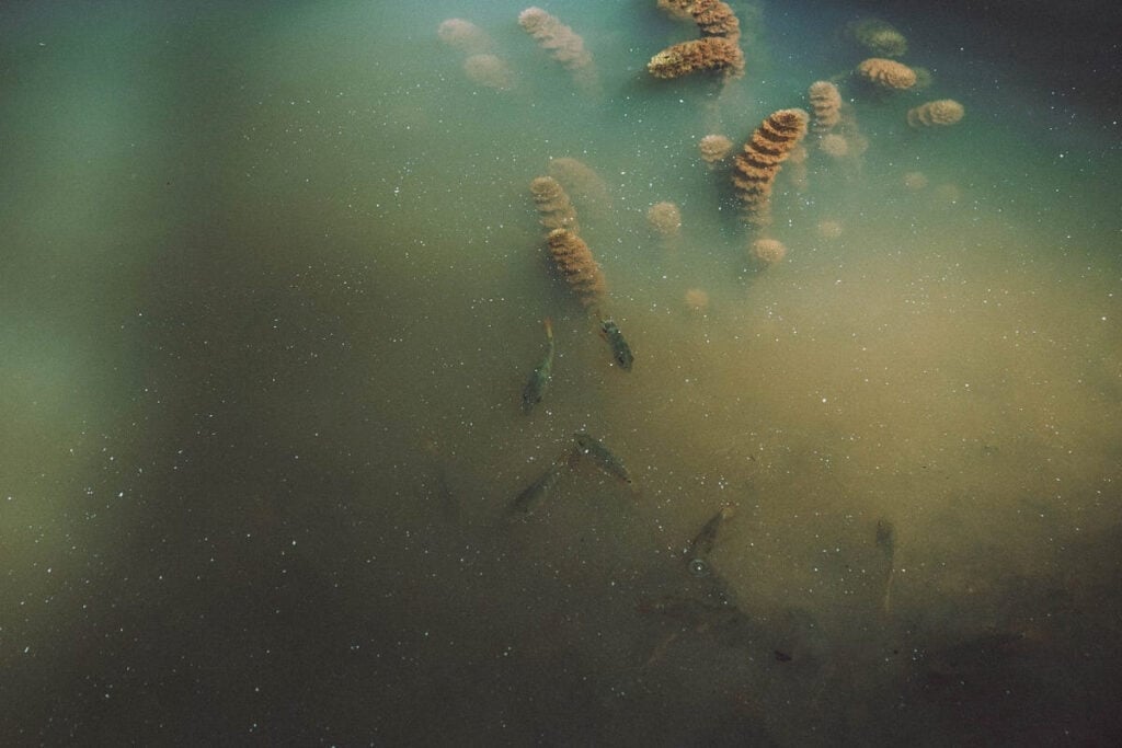 Murky water with excess nutrients, fish and a few plants visible.