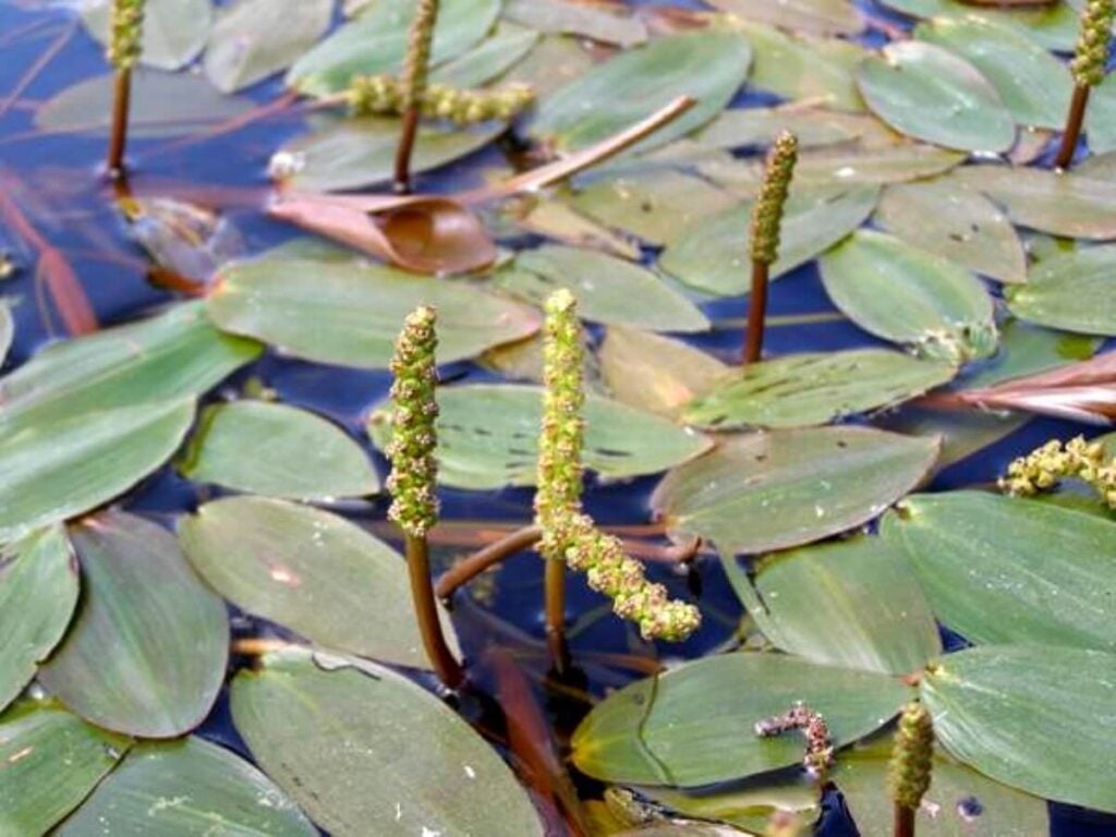 Floating leaf pondweed with flower spikes close up on top of the water.