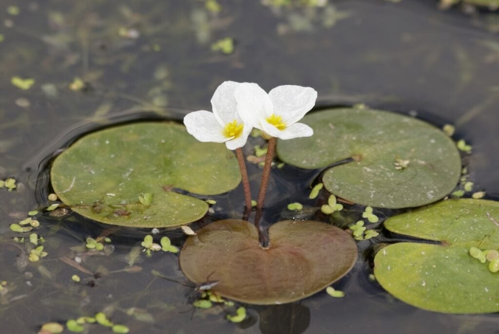 Two frog bit flowers emerged with four leaves and duckweed floating.