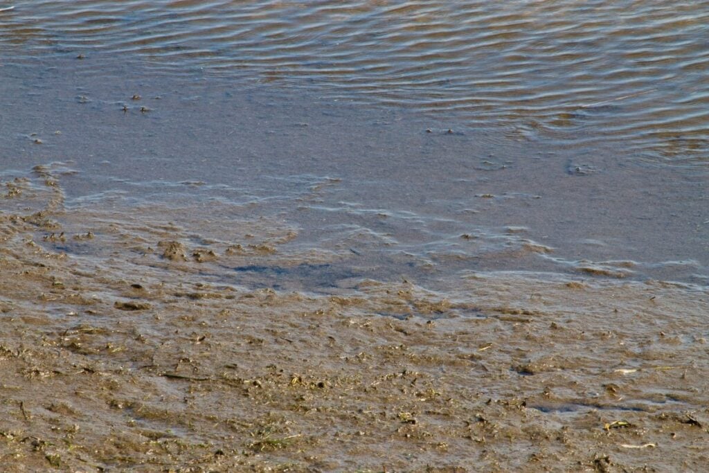 Brown muck along shoreline and into water.