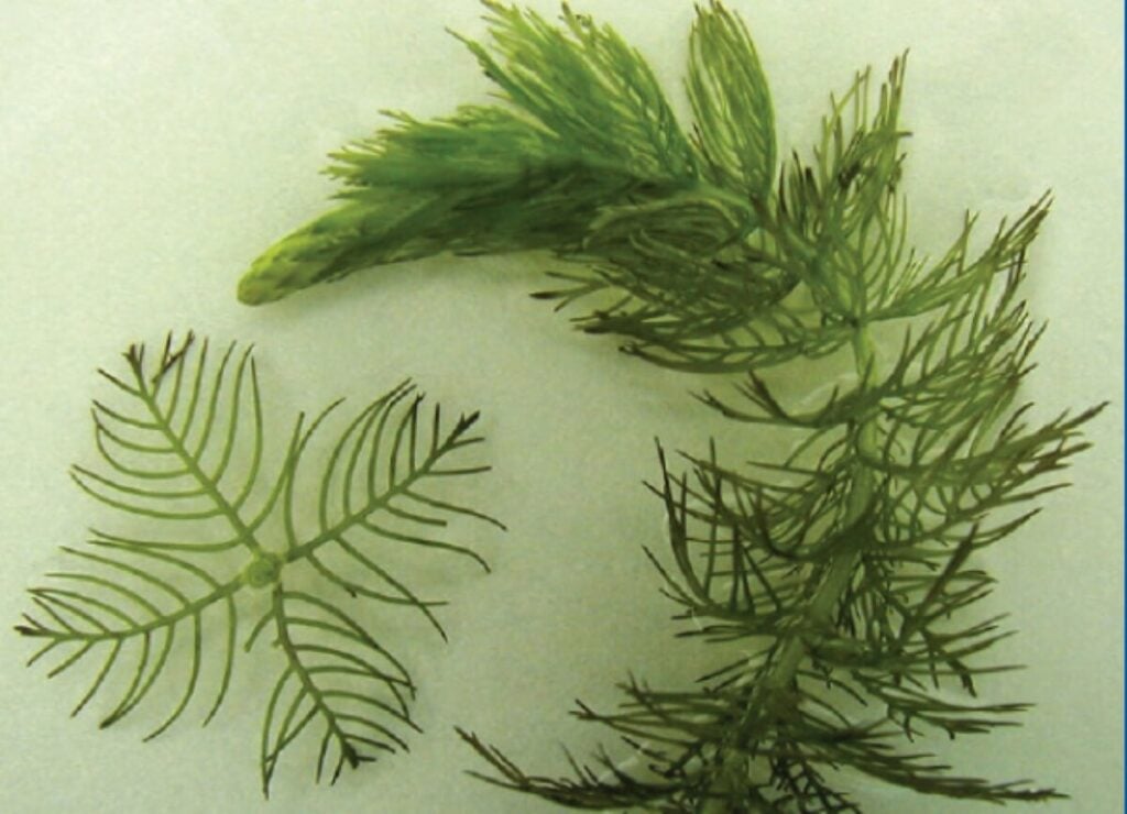 Northern watermilfoil single plant close up on white background with single node.