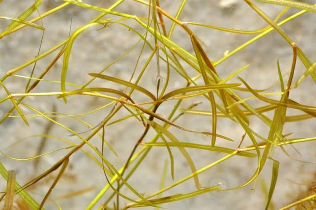 Close up of small pondweed.