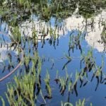 Variable leaf watermilfoil emerging from water taking over pond