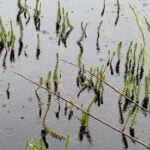 Variable leaf watermilfoil emerging from water in pond