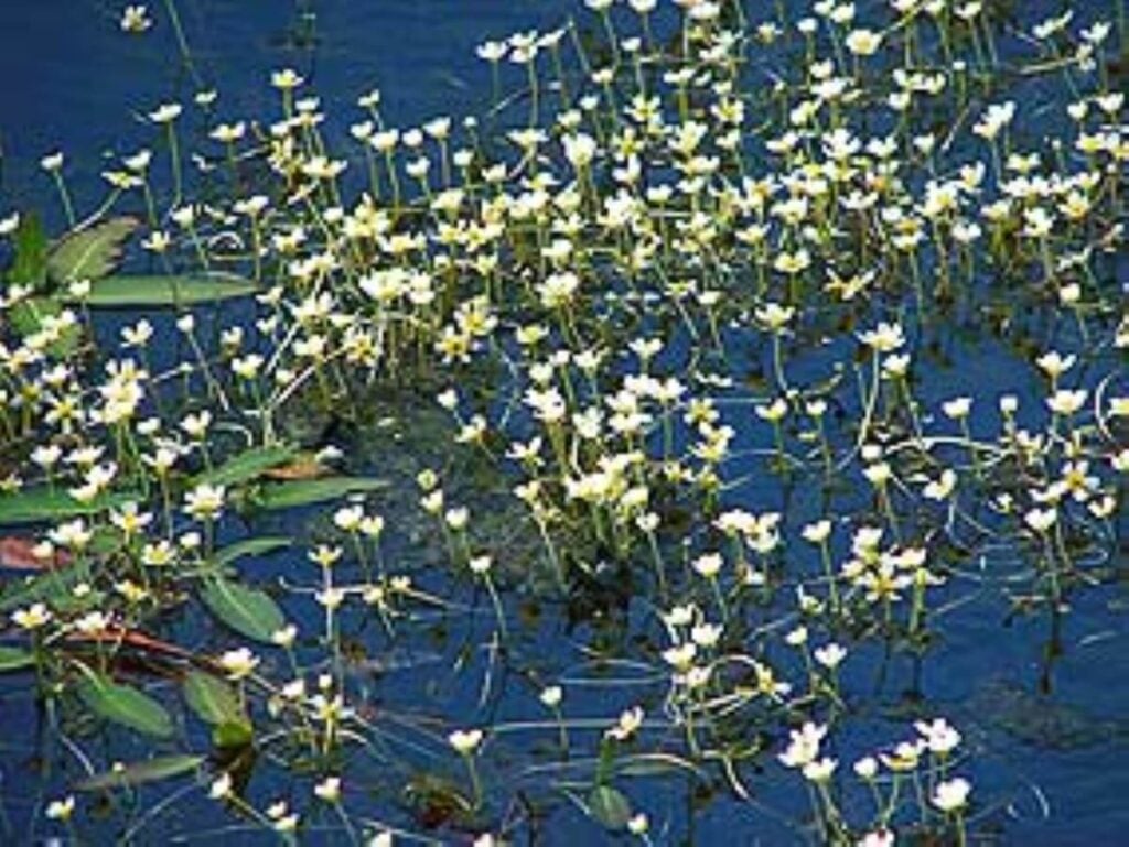 Cluster of water buttercup flowers.