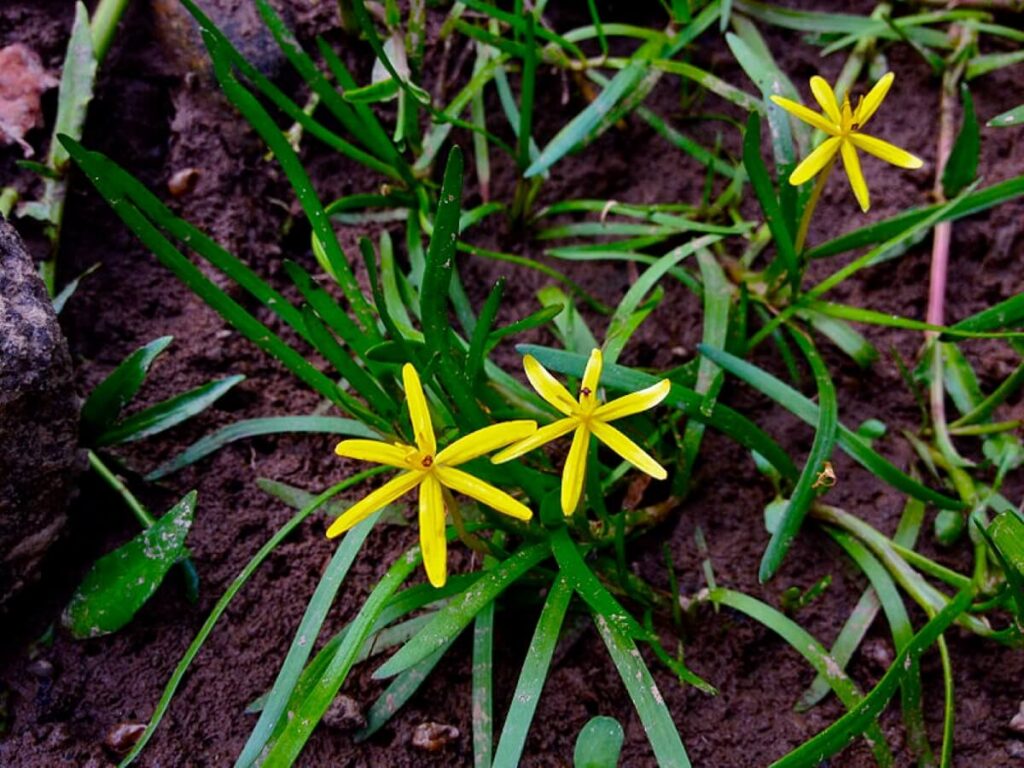 Water stargrass growing out of mud with three flowers.