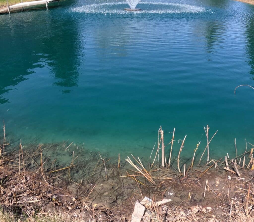 Lake Restoration Dye in a pond with shallow to deep water.