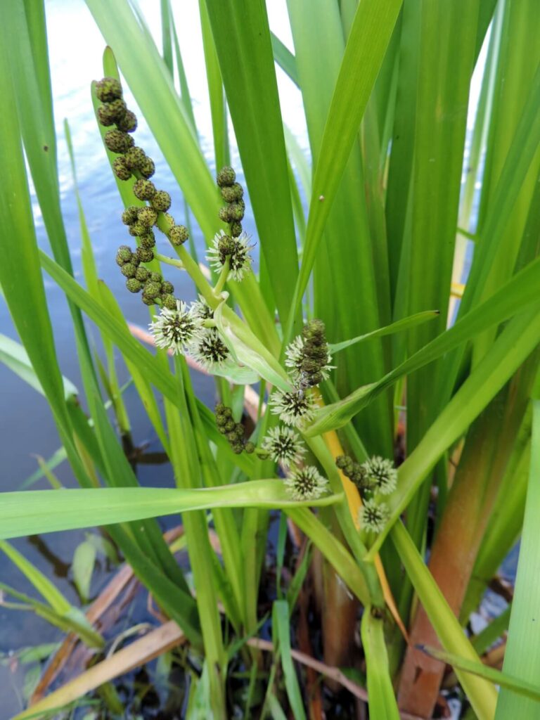 American bur reed with some flowers spent.