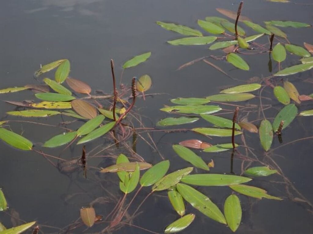 American pondweed close in small cluster.