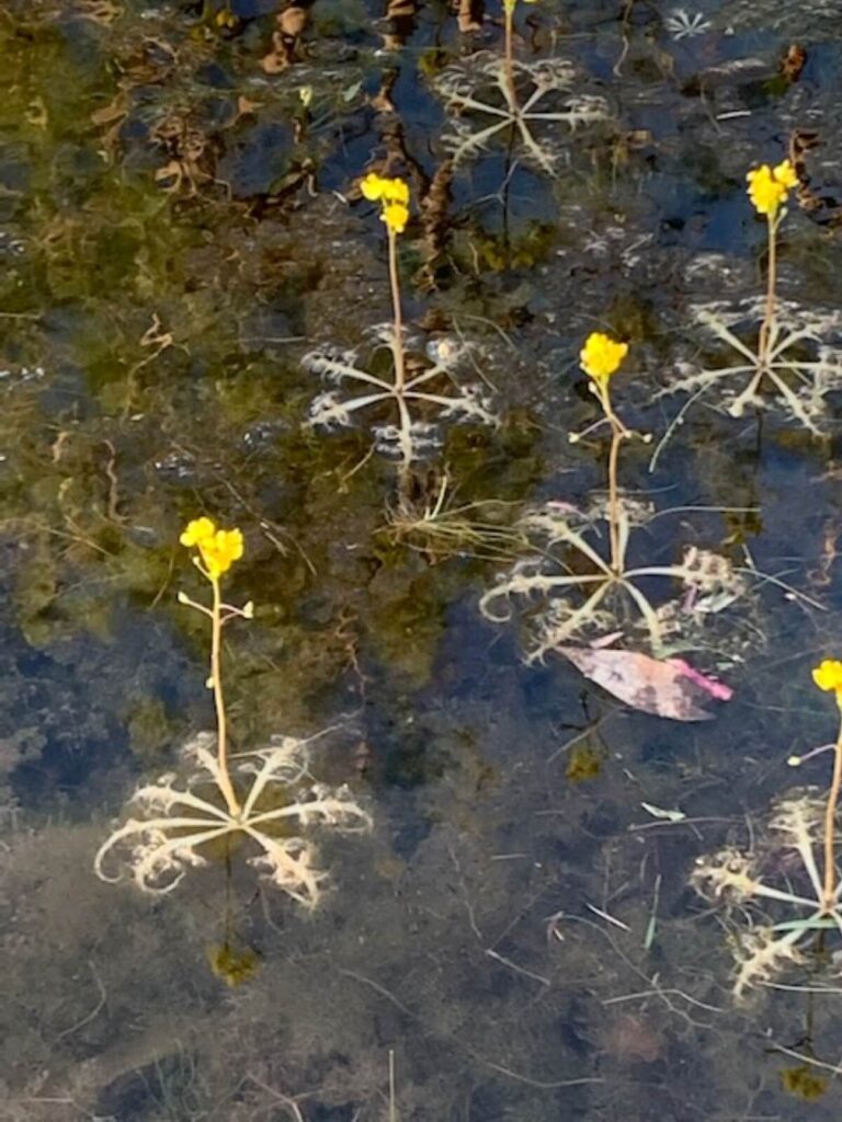 Bladderwort plants in dirty water.