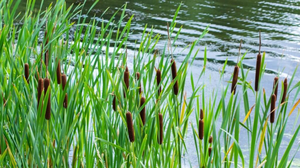 Cattails with bright green leaves at water's edge.