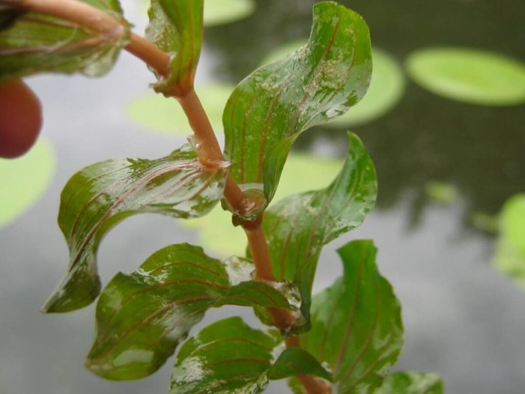 Extreme close up of clasping leaf pondweed stem and leaves.