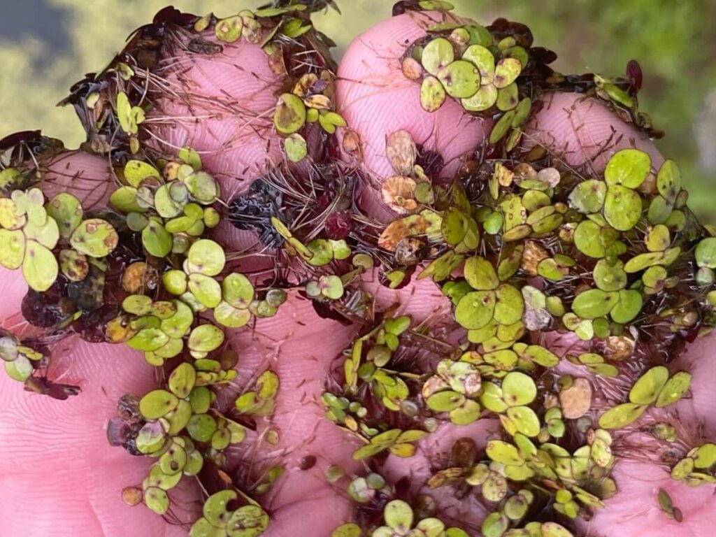 Duckweed on fingertips.