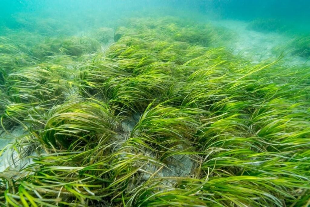 Group of eelgrass underwater.