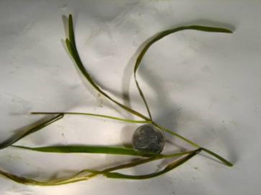 One flat stem pondweed stem with leaves and a nickel on white background.