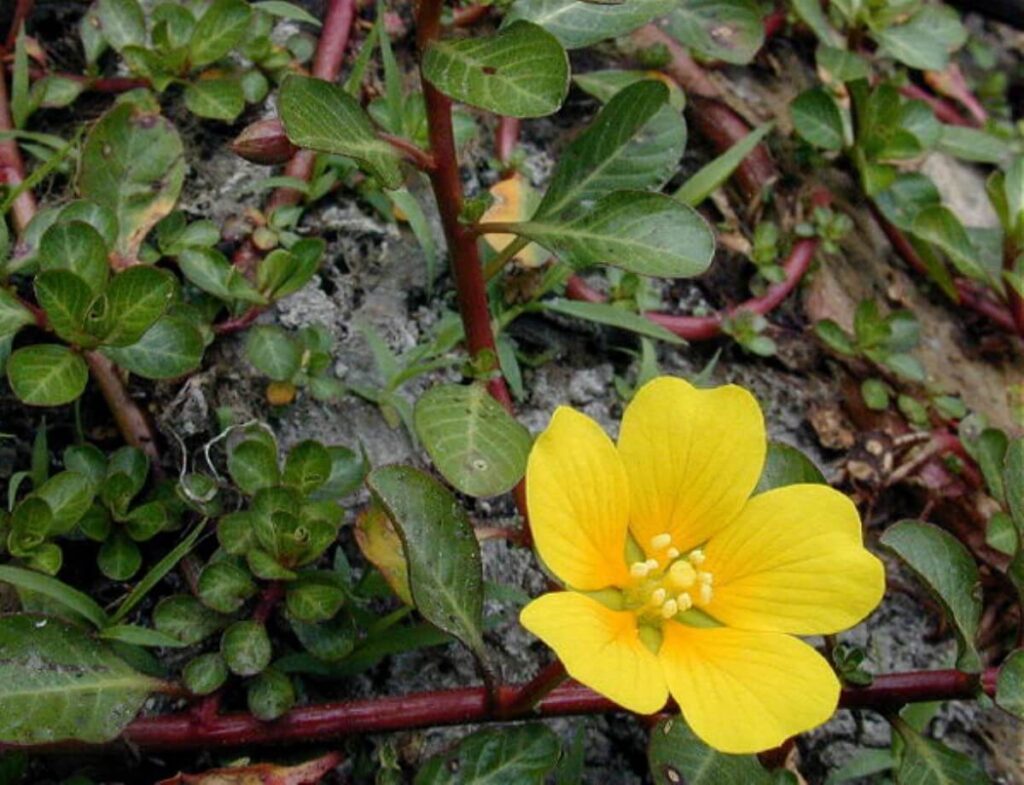 Floating primrose with flower.