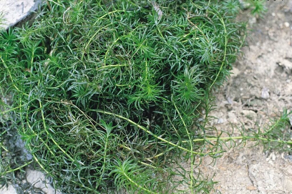 Clump of Hydrilla on rocks.