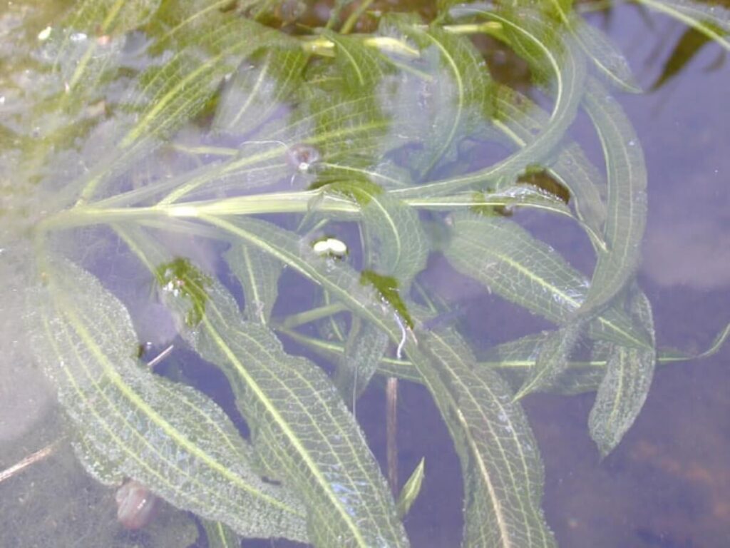 Illinois pondweed under water surface.