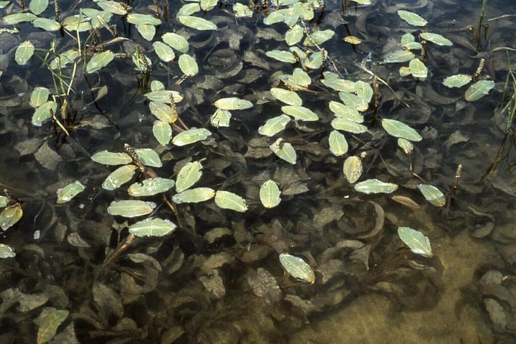 Group of large leaf pondweed.