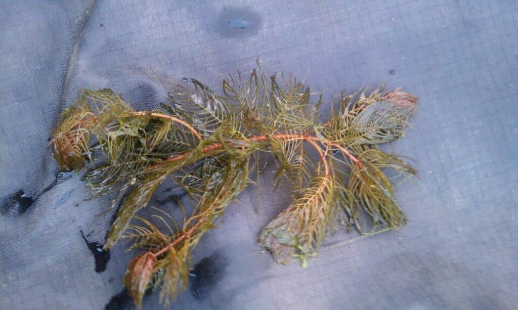 One Eurasian watermilfoil piece on tarp.