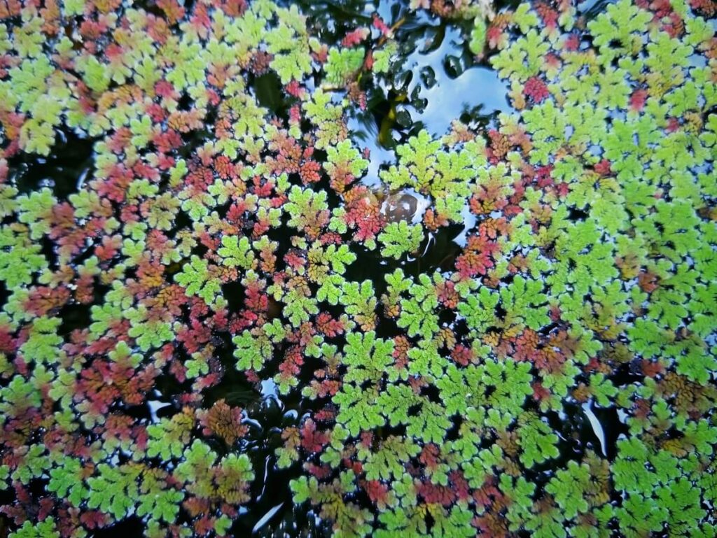 Mosquito fern red and green colors.