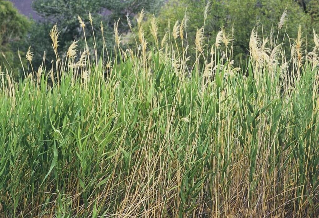 Group of phragmites in a field.