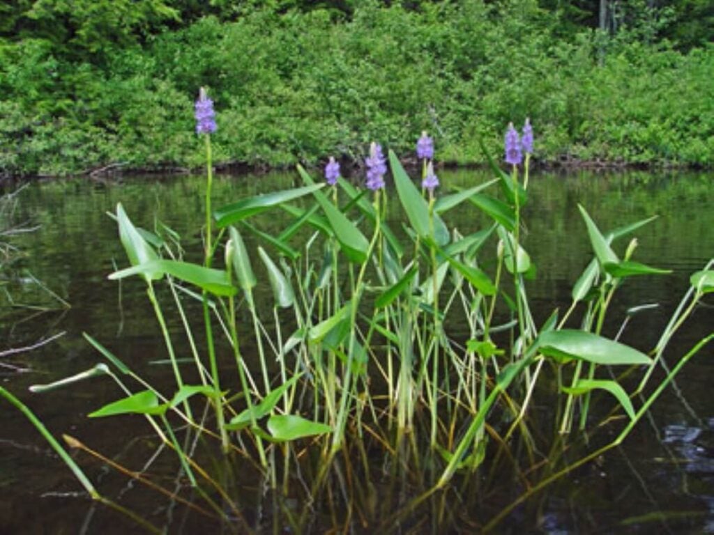 Pickerelweed group.