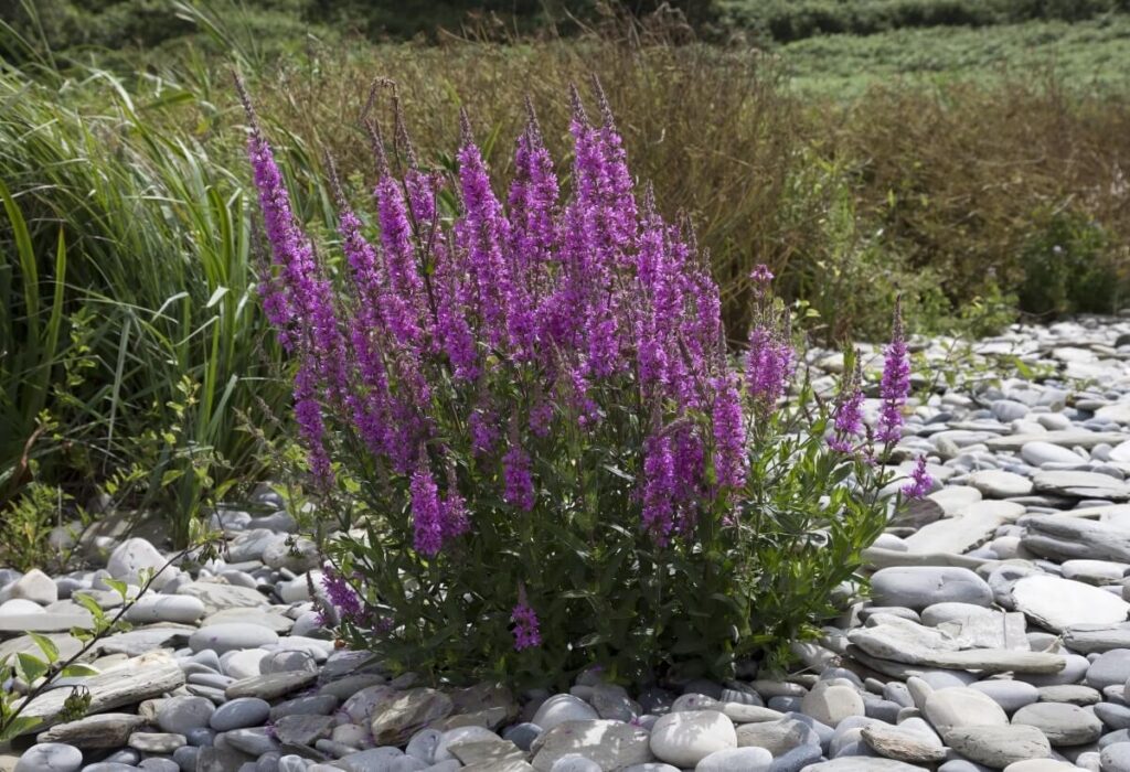 Cluster of purple loosestrife growing in rock garden.