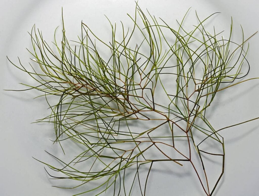 Isolated close up of sago pondweed.