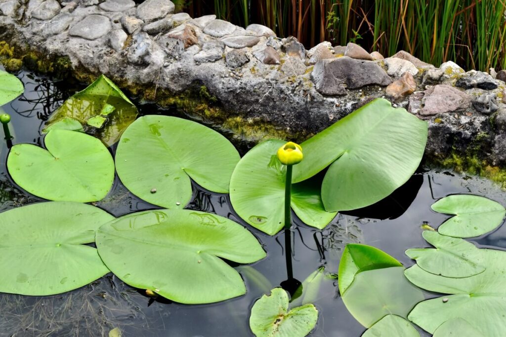 Spatterdock in pond with budding flower.