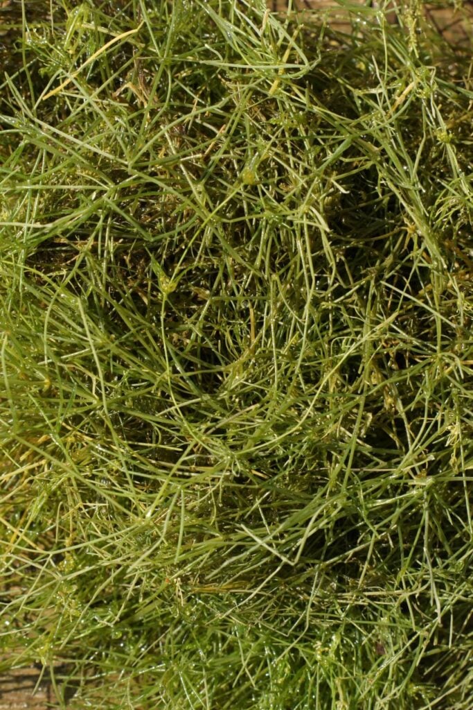 Starry stonewort cluster close up out of water.