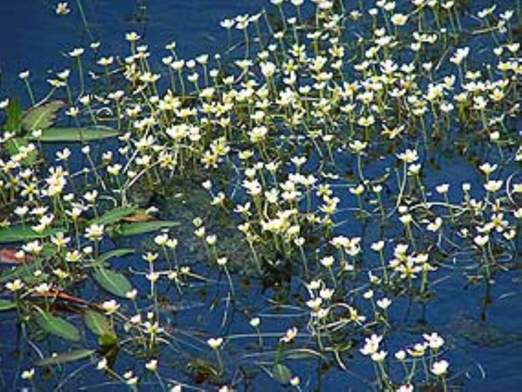 Cluster of water buttercup flowers.