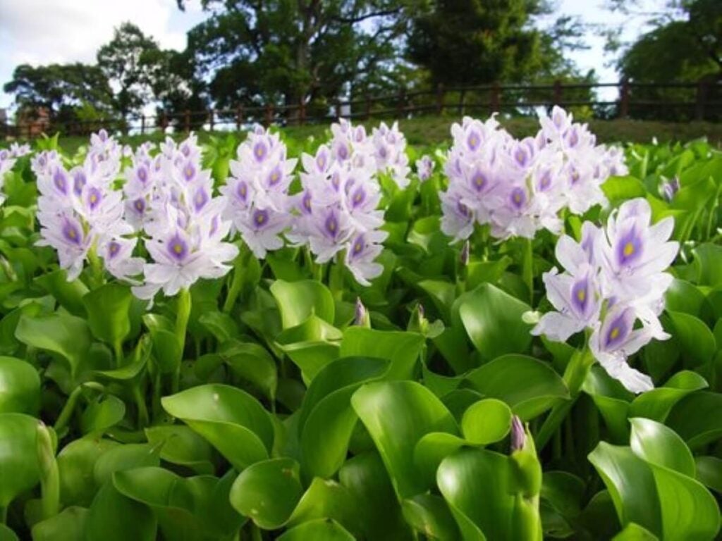 Group of water hyacinth.