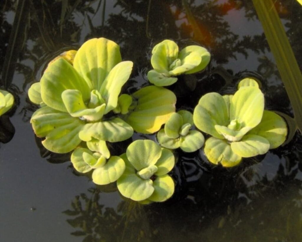 Close up of water lettuce group.