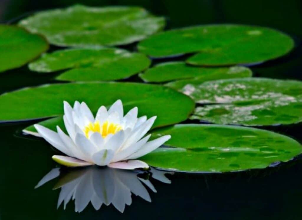 Water lily pads with flower.