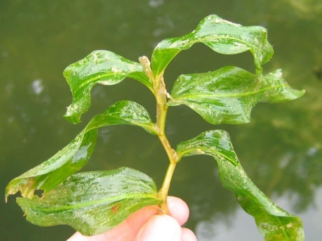 White stem pondweed close up.