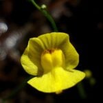 Bladderwort flower close up.