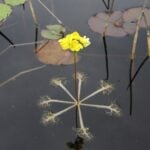 Single bladderwort plant.