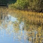 Large group of bladderwort.