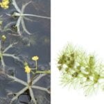 Bladderwort in water compared to white background.