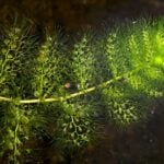 Bladderwort leaves close up.