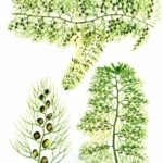 Drawing of bladderwort.