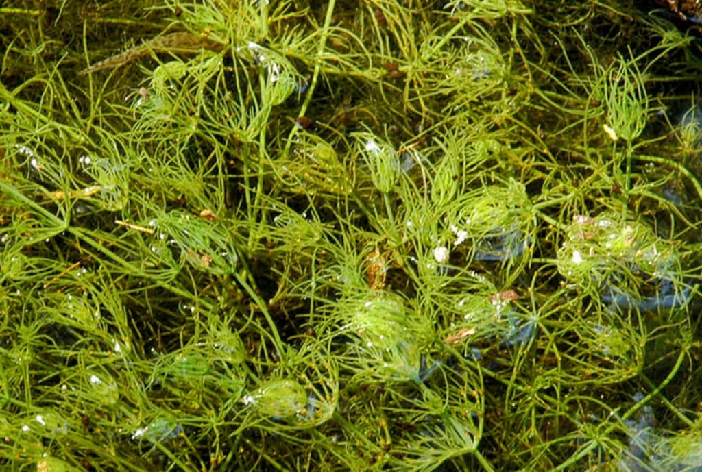 Cluster of chara algae.